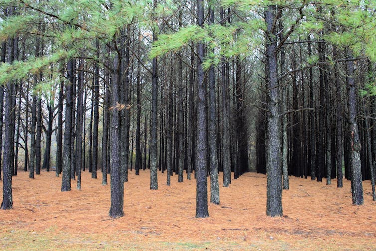 Plantación forestal de _Pinus tadea_, especie originaria del sureste de Estados Unidos
