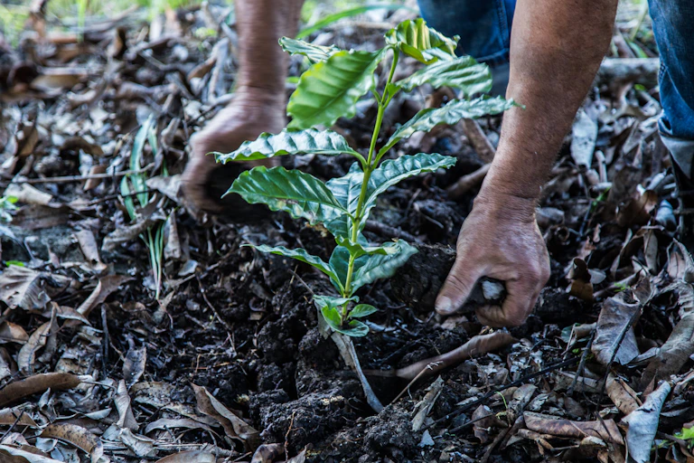 Reforestación en República Dominicana