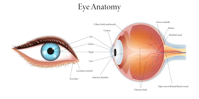 An anatomy diagram showing parts of the human eye.