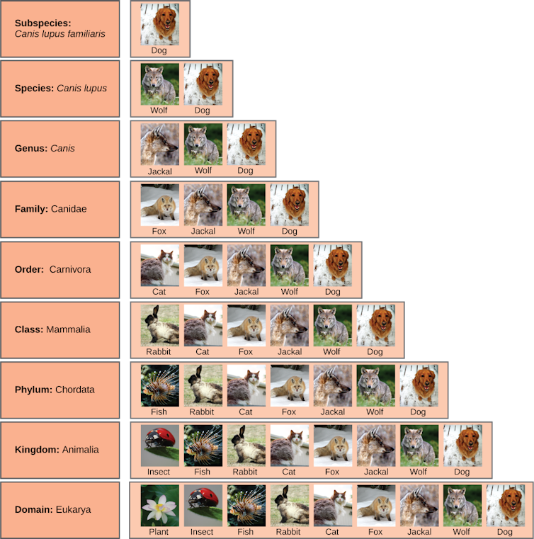Chart showing biological classification of domestic dogs and the larger biological groups to which they belong.
