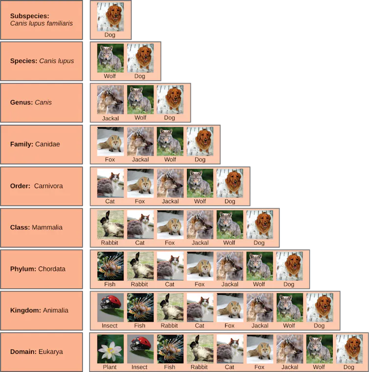 Chart showing biological classification of domestic dogs and the larger biological groups to which they belong.