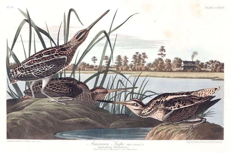 Watercolor of three brown and white snipes a type of shorebird in a marsh