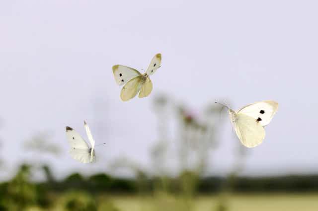 Three cabbage white butterflies in flight