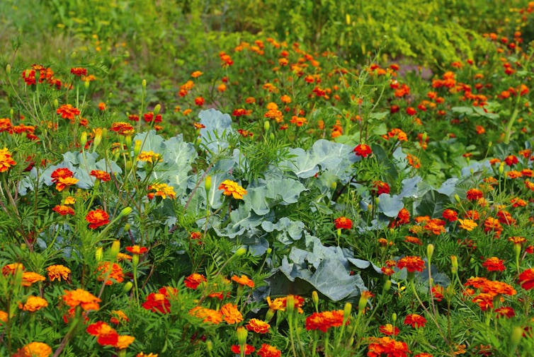cabbages planted in among flowering marigolds