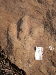 jejak kaki dinosaurus