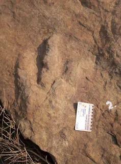 Three-toed shape on rock surface.