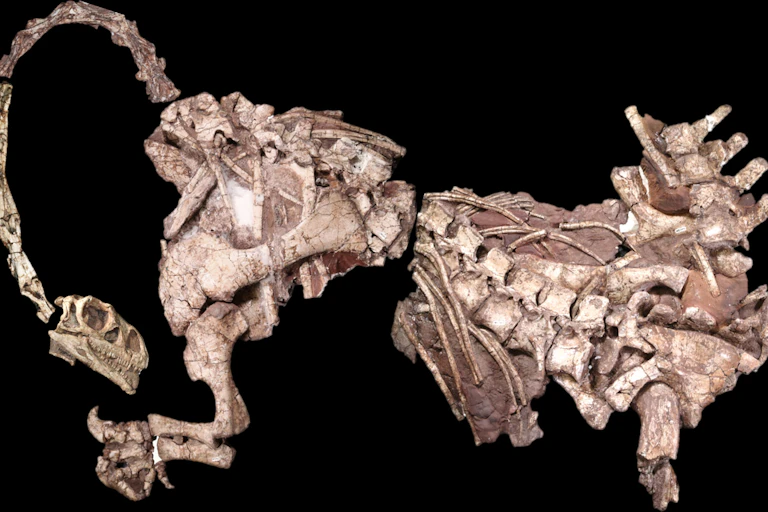 Skeleton of an animal with a long neck.