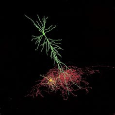 Microscopy image of a long green neuron touching a red neuron