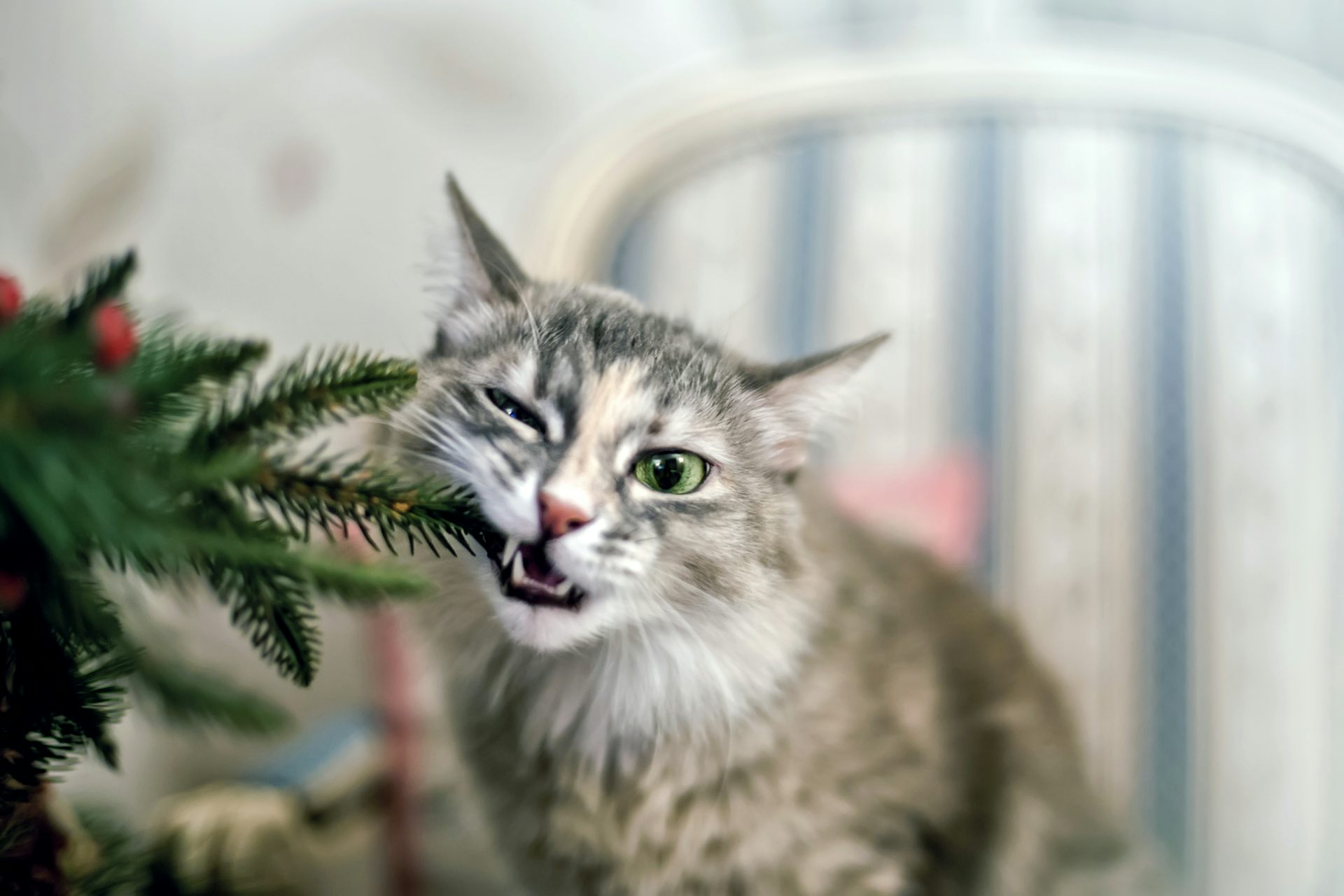 Cat keeps eating fake christmas clearance tree