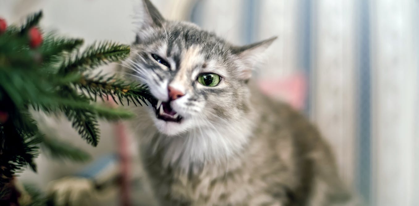 Real or artificial? A forestry scientist explains how to choose the most sustainable Christmas tree, no matter what it’s made of Real or artificial? A forestry scientist explains how to choose the most sustainable Christmas tree, no matter what it’s made of