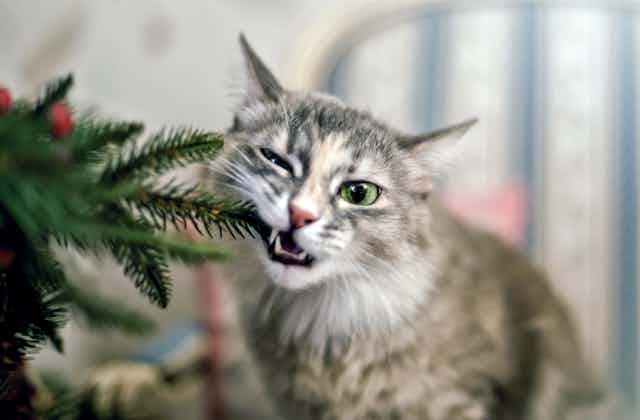 A cat bites on the branch of a Christmas tree.