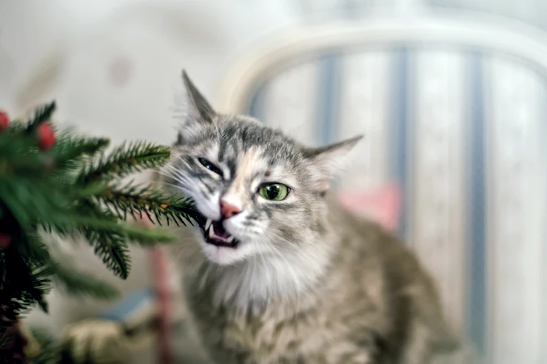 A cat bites on the branch of a Christmas tree.