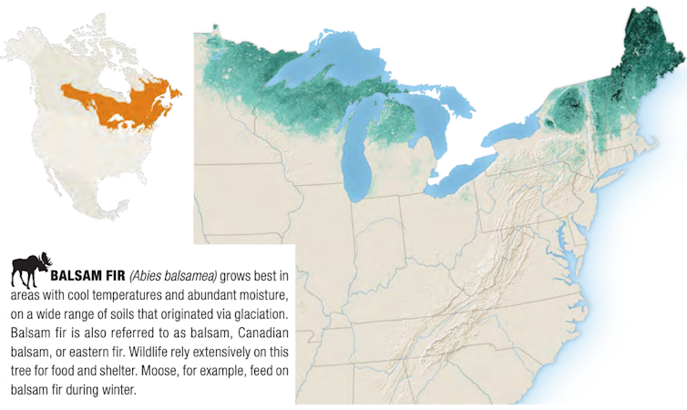 Maps showing balsam fir growing areas.