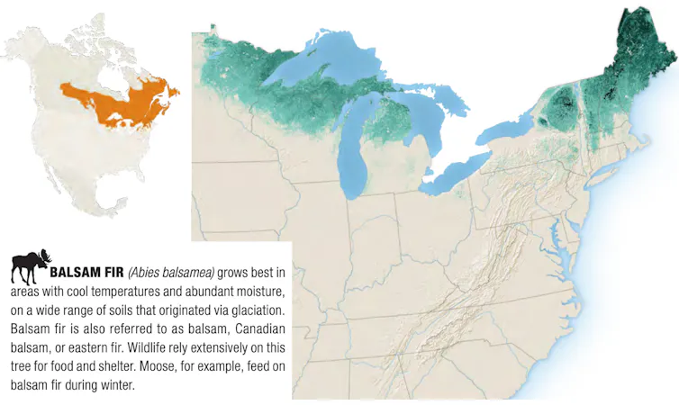 Maps showing balsam fir growing areas.
