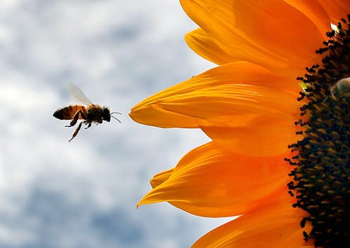 'Inert' ingredients in pesticides may be more toxic to bees than scientists thought