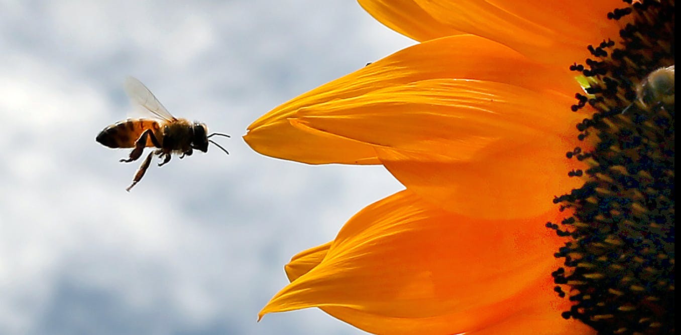 ‘Inert’ ingredients in pesticides may be more
toxic to bees than scientists thought