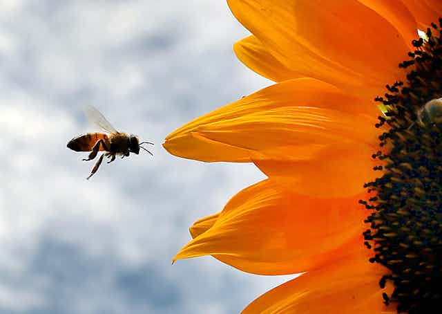 A bee flies toward the petals of a blooming sunflower.