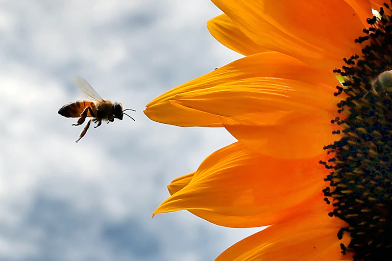 A bee flies toward the petals of a blooming sunflower.