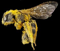 Uma abelha em voo, coberta com grãos de pólen amarelos.