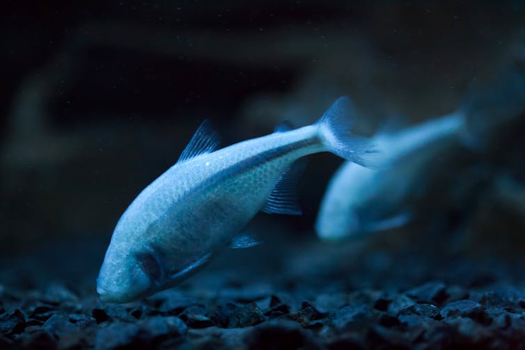 cave fish underwater