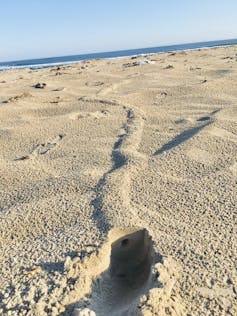 A tunnel dug by a tiny mole under a vast stretch of sand on a South African beach