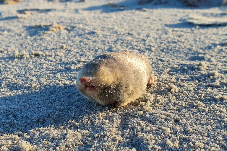 A golden mole sitting on a sandy beach