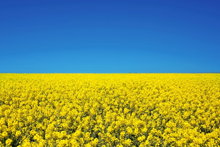 A field of rapeseed flowers in Ukraine, mimicking the Ukraine flag.