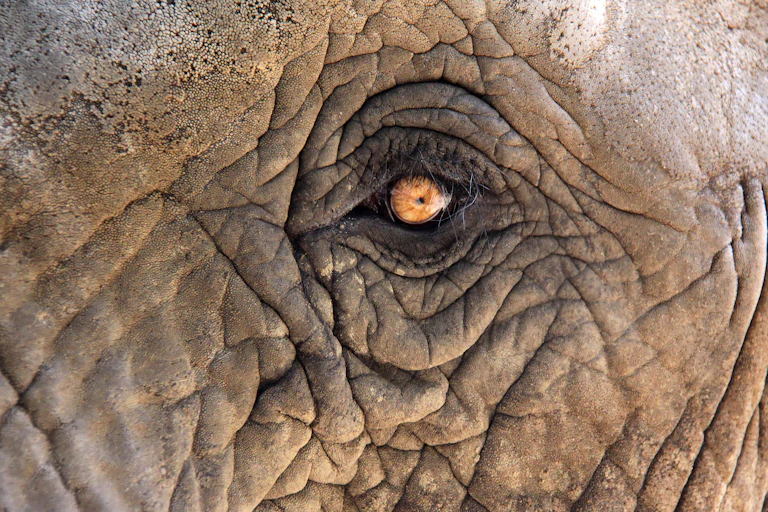 Ojo de elefante