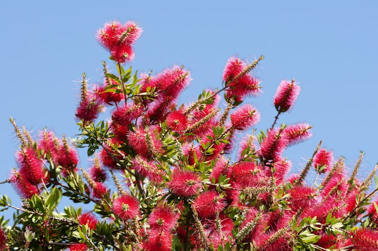 Bright red botttlebrush flowers against a blue sky