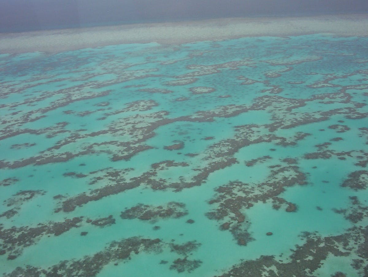 The state of the Great Reef: experts respond
