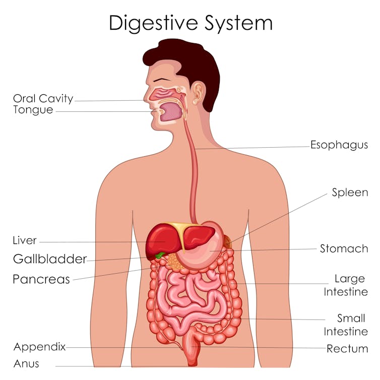 Digestive system