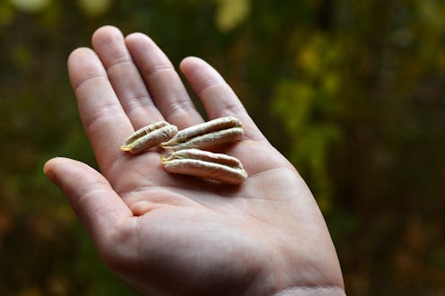 semillas News, Research and Analysis The Conversation page 1