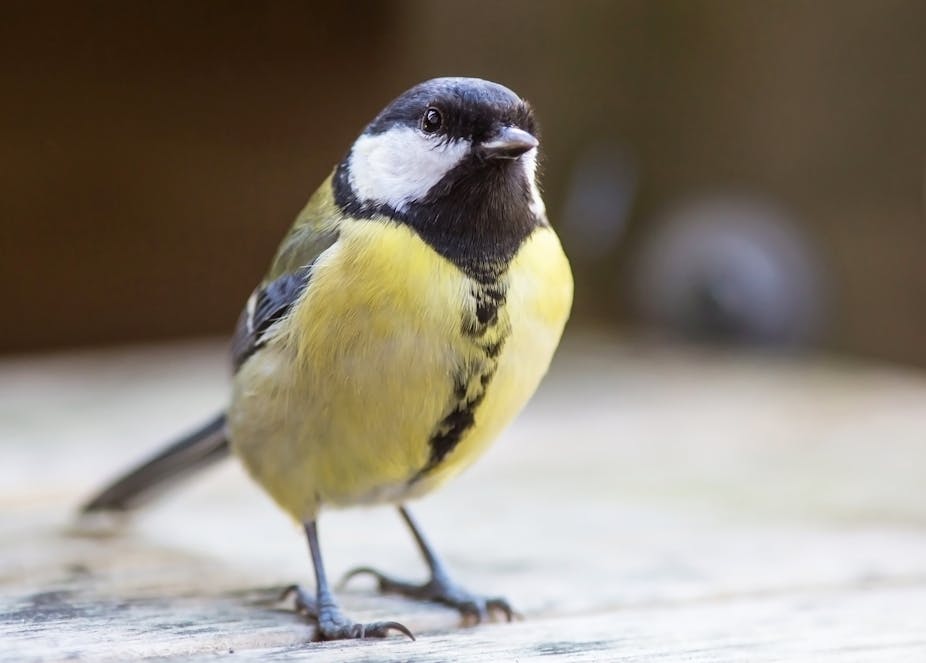 Garden bird with black and markings on its head and a yellow chest