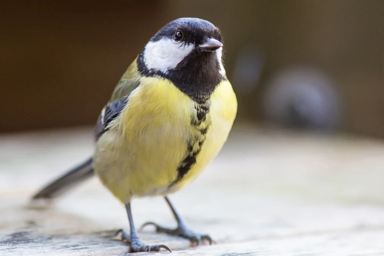 Garden bird with black and markings on its head and a yellow chest