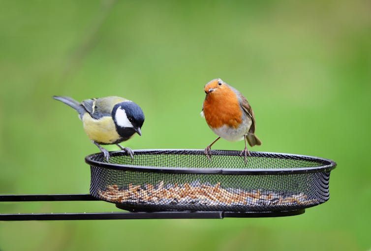 Two garden birds perch on the rim of a metal feeder.