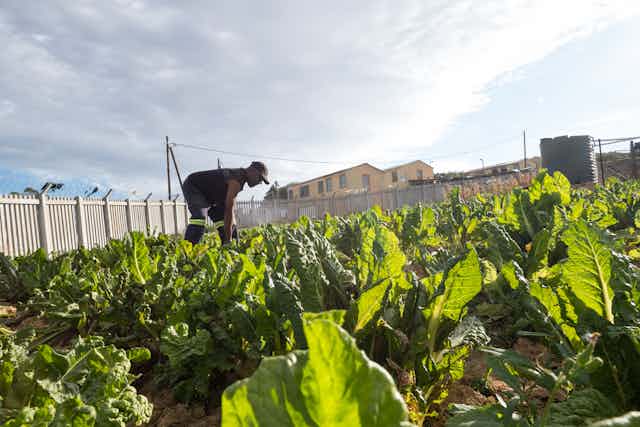 A photograph of a man tending to spinach in his garden, which is clearly in an urban area as it surrounded by houses 