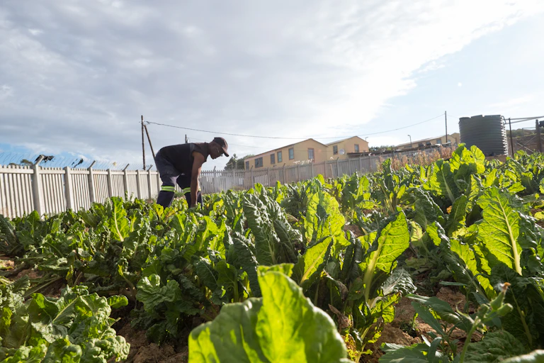 A photograph of a man tending to spinach in his garden, which is clearly in an urban area as it surrounded by houses