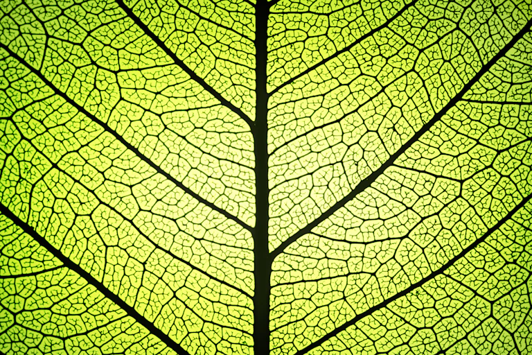 Detail of a leaf backlit, showing ribs and veins
