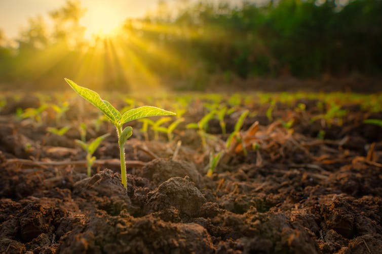 Leafy green shoots growing out of well tilled soil, sun setting in the background