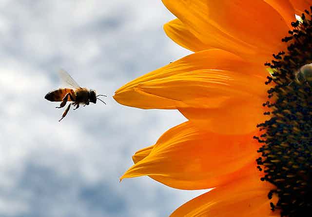 Uma abelha voa em direção às pétalas de um girassol em flor.