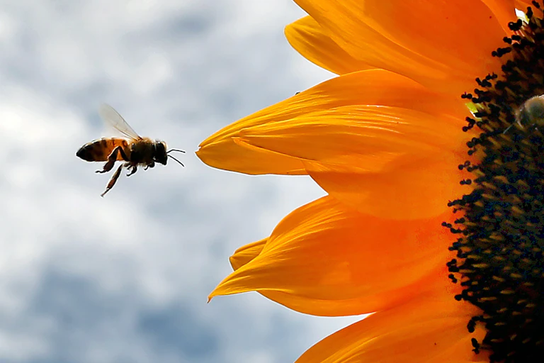 Uma abelha voa em direção às pétalas de um girassol em flor.