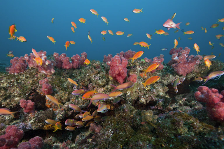 Coral reef