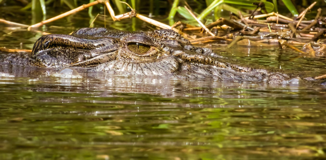 Crocs love feral pigs and quolls have a taste for rabbit – but it doesn’t solve the invasive species problem Crocs love feral pigs and quolls have a taste for rabbit – but it doesn’t solve the invasive species problem