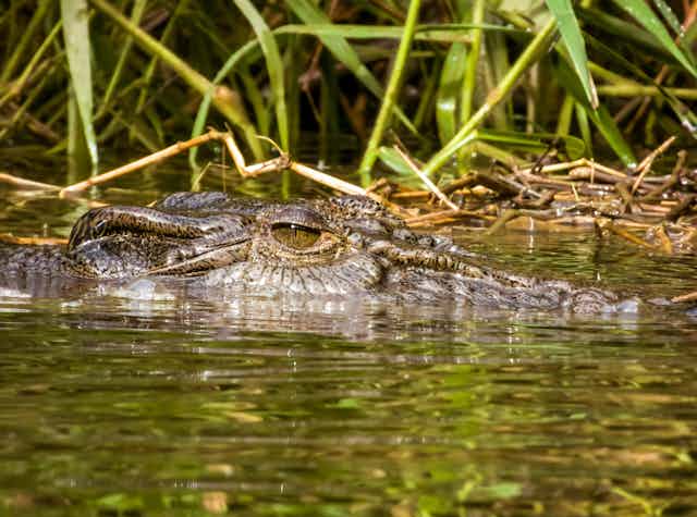 estuarine crocodile in water