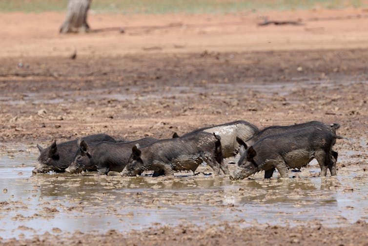 feral pigs in mud
