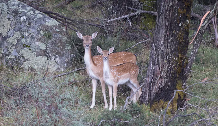 deer in australia