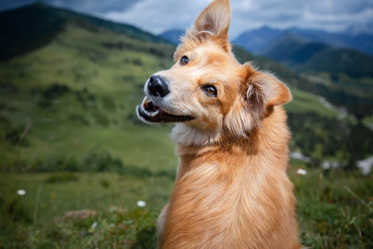 Dog looking at camera with mountains in the background
