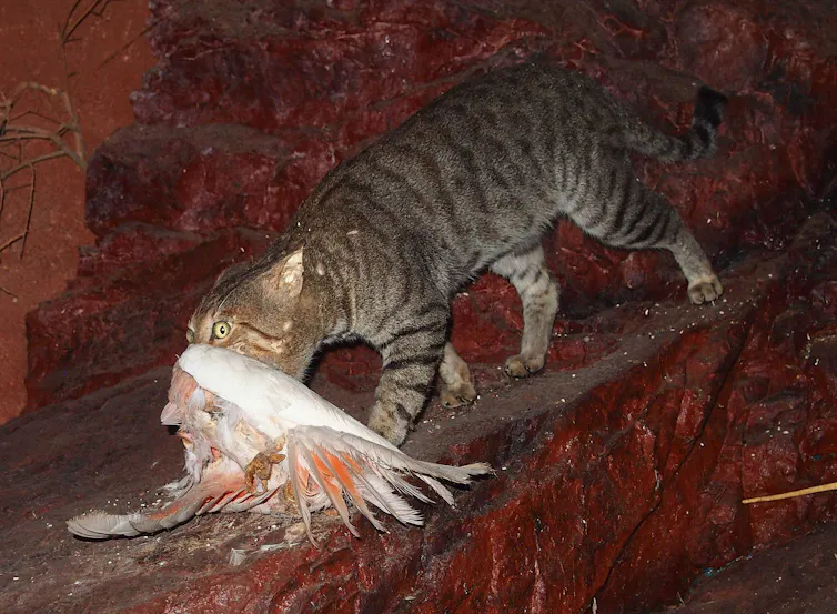feral cat eating galah