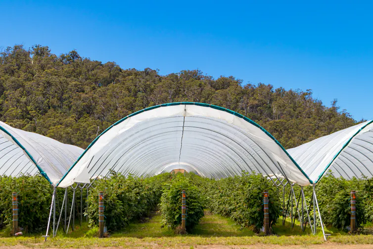 greenhouse with berries, bush in background