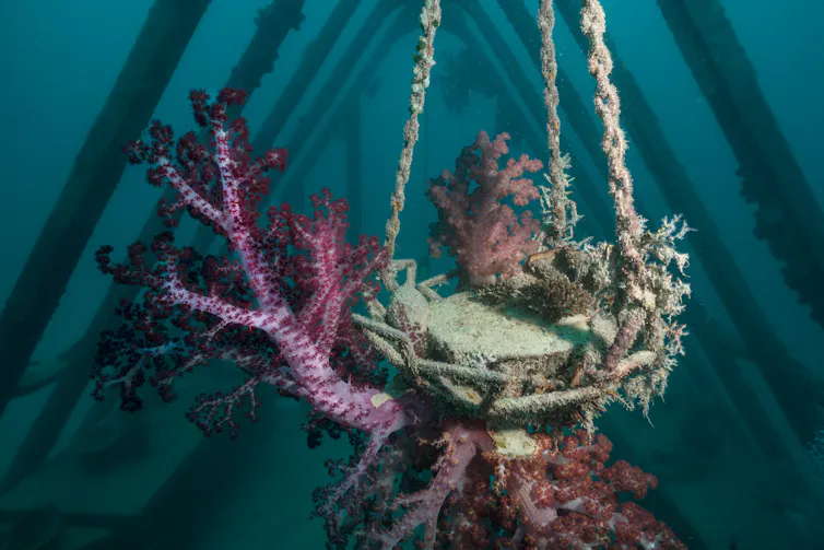 Coral